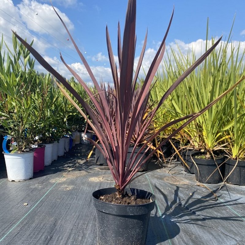 Cordyline, Kordylína ´FESTIVAL BURGUNDY´® kont. C2L, výška: 40-60 cm (-12°C)